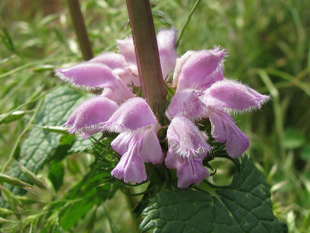 Image of Phlomoides tuberosa specimen.