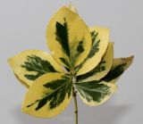 Euonymus japonicus. Верхушка побега ('Aureomarginata'). Германия, г. Кемпен, в частном саду. 03.03.2013.