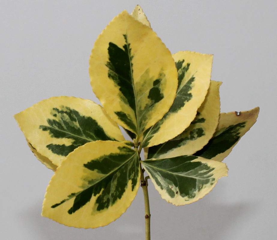 Изображение особи Euonymus japonicus.