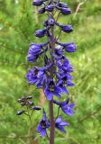 Delphinium elatum