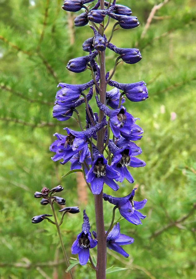 Изображение особи Delphinium elatum.