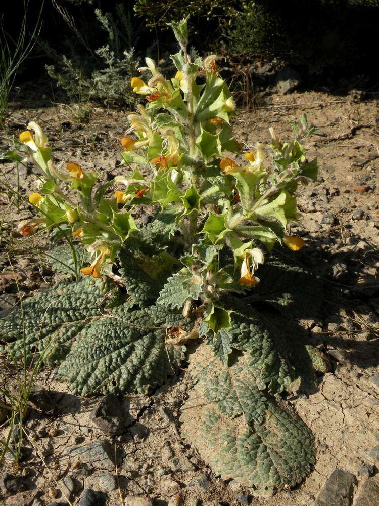 Изображение особи Eremostachys tuberosa.