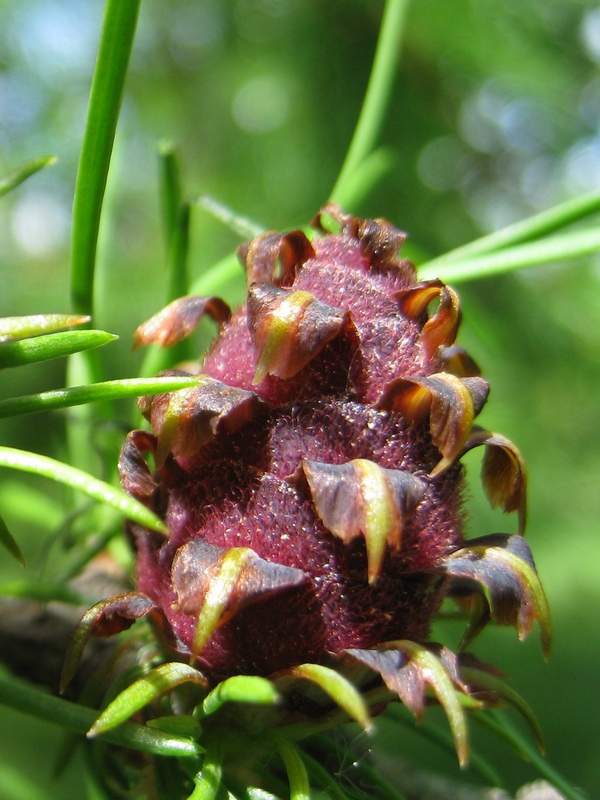 Image of Larix sibirica specimen.