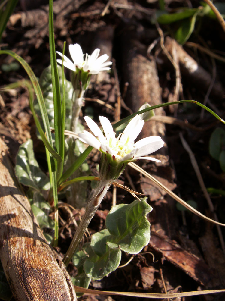 Image of Leibnitzia knorringiana specimen.