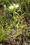 Cerastium inflatum. Цветущее растение. Узбекистан, Ташкентская обл., окр. г. Газалкент. 20.04.2013.
