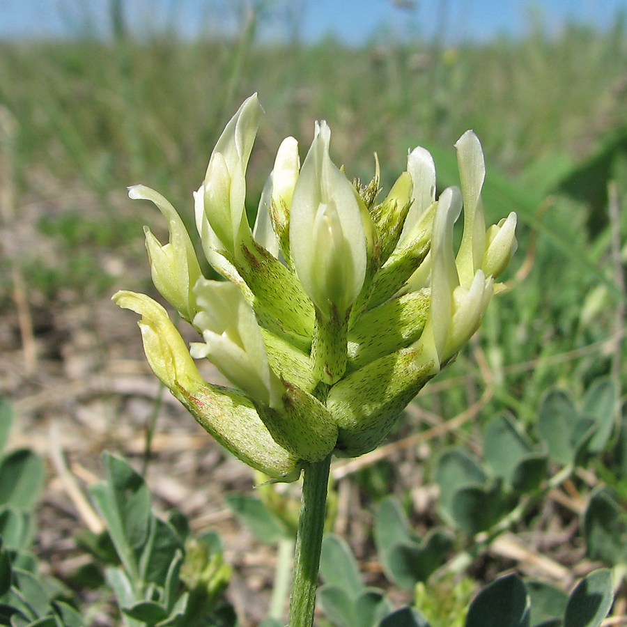 Изображение особи Astragalus calycinus.