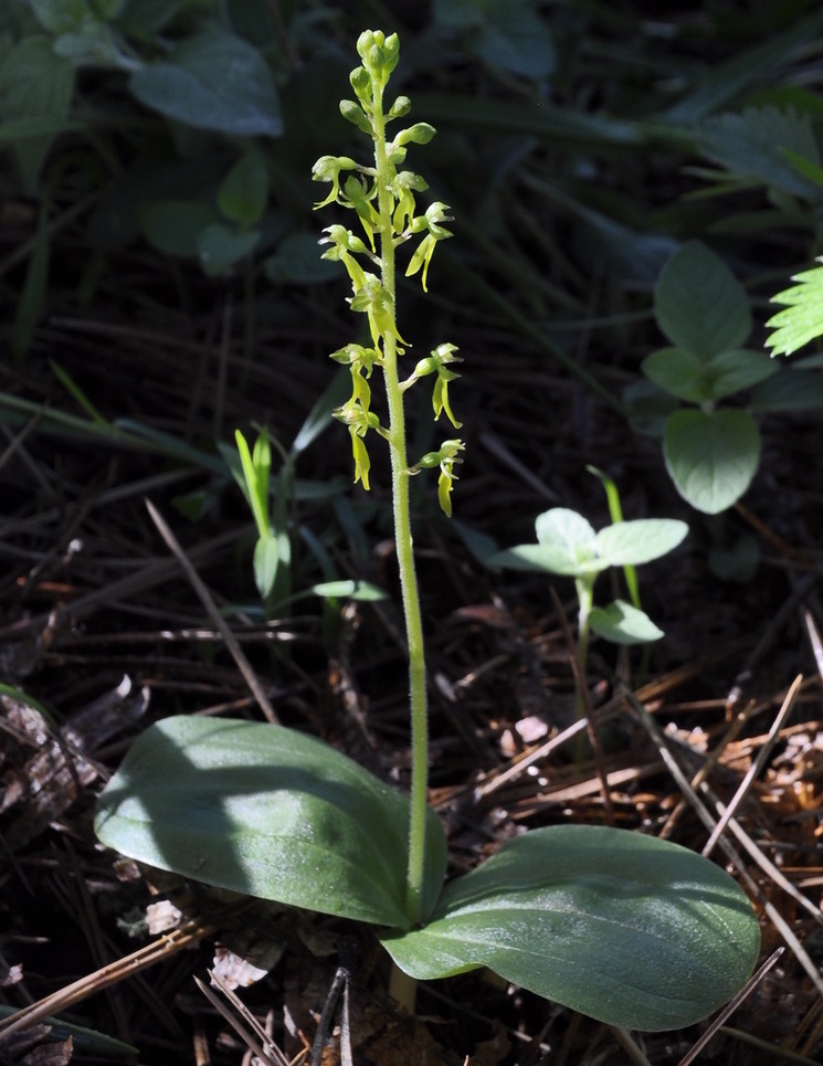 Изображение особи Listera ovata.