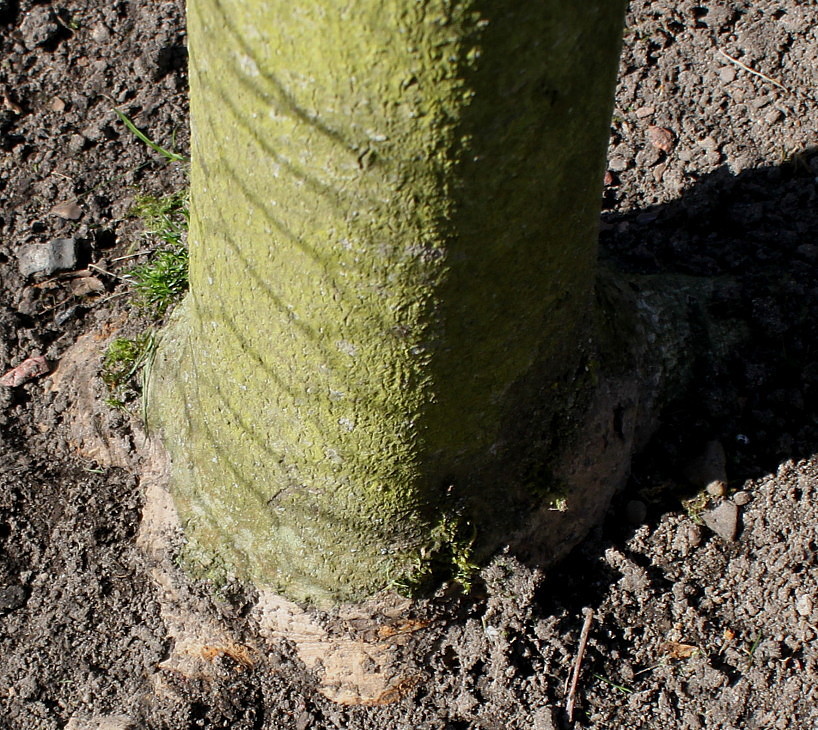 Image of Magnolia officinalis specimen.