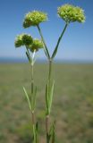 Valerianella coronata