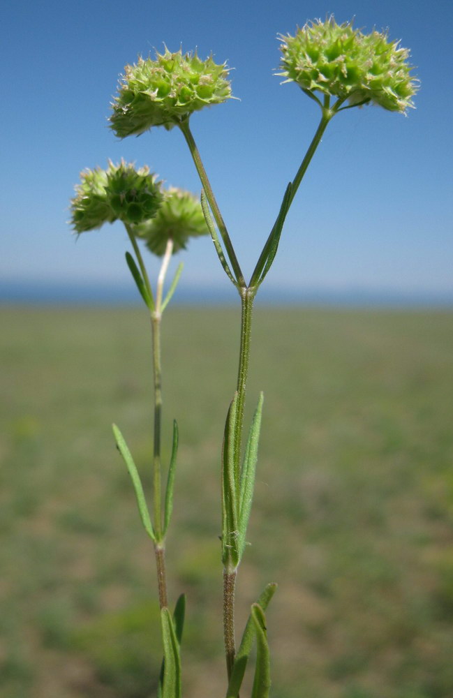 Изображение особи Valerianella coronata.