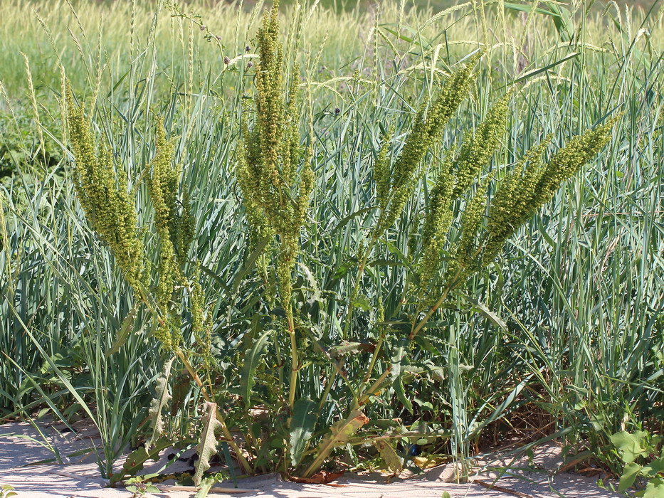 Image of Rumex crispus specimen.