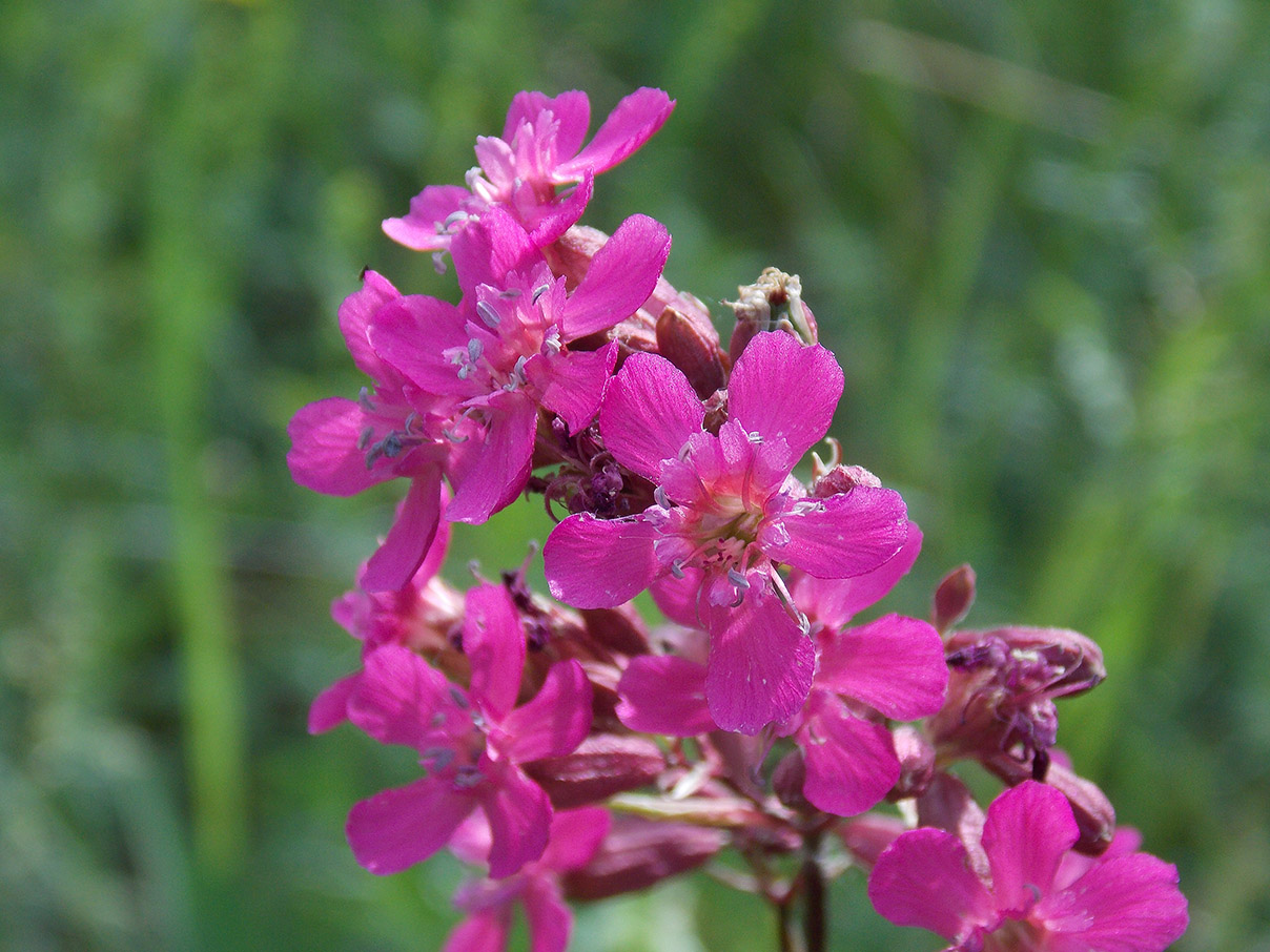 Изображение особи Viscaria vulgaris.