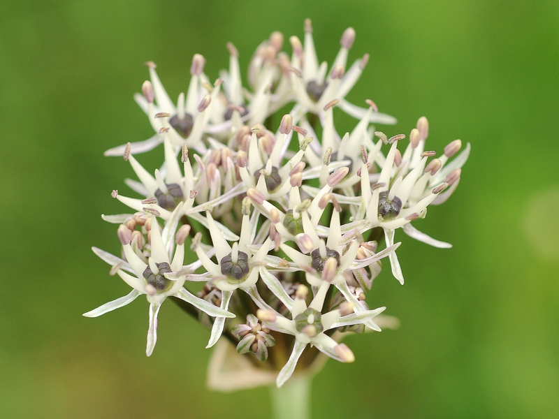 Image of Allium cyrilli specimen.