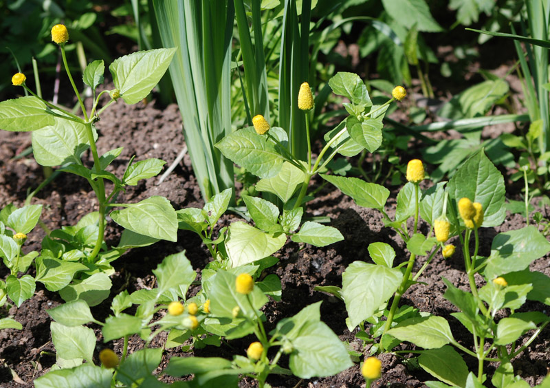 Изображение особи Acmella oleracea.