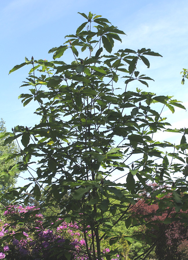 Image of Magnolia officinalis specimen.