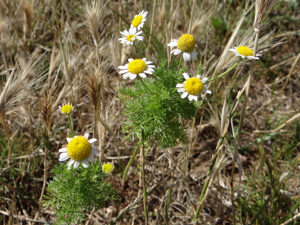 Изображение особи Anthemis cotula.