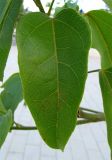 Brachychiton acerifolius. Лист молодого дерева. Израиль, г. Беэр-Шева, городское озеленение. 28.06.2013.