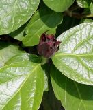 genus Calycanthus