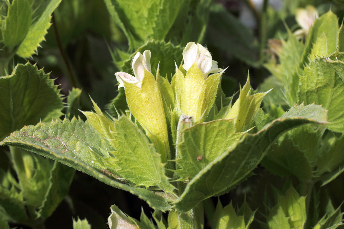 Изображение особи Dracocephalum spinulosum.