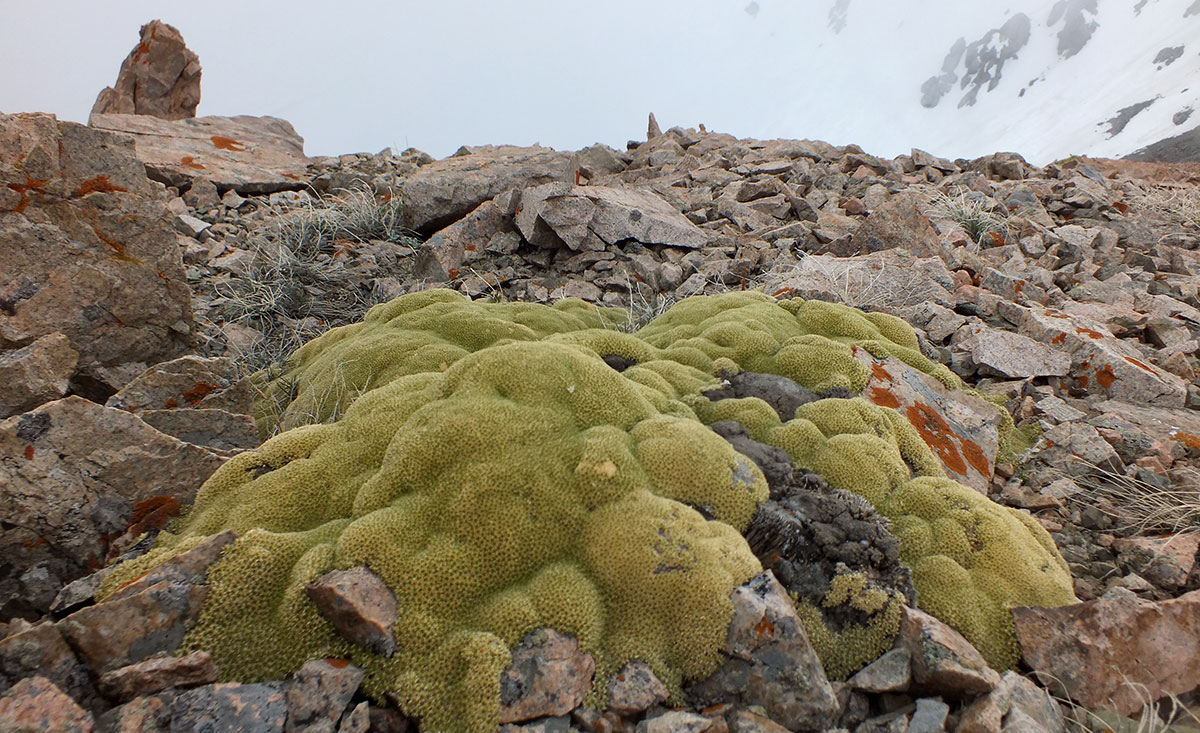 Image of Thylacospermum caespitosum specimen.