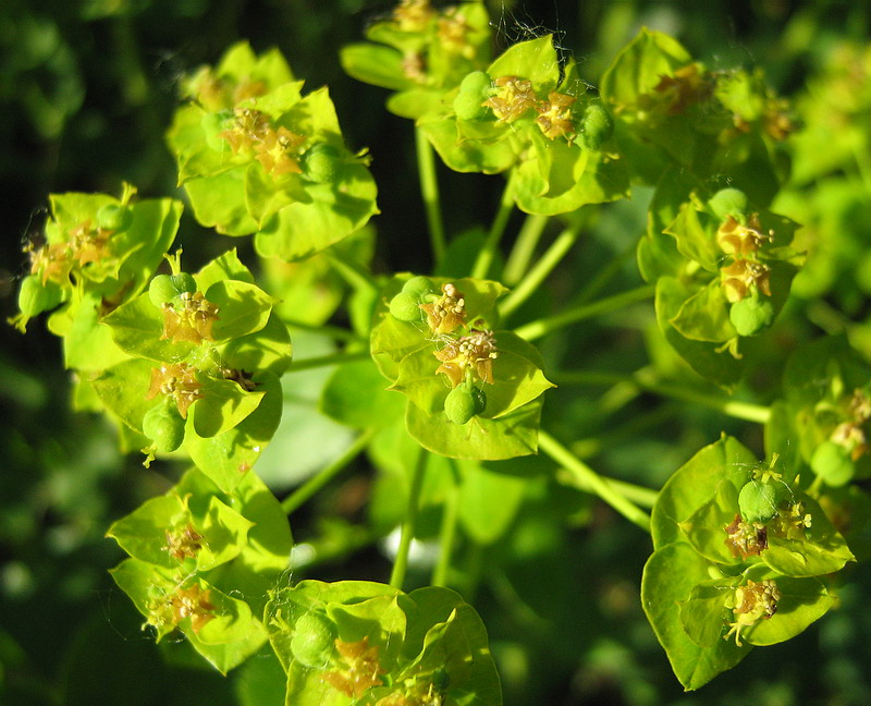 Image of Euphorbia agraria specimen.