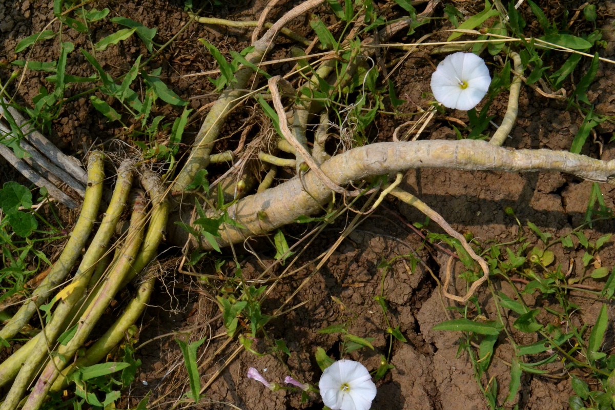 Image of Althaea officinalis specimen.