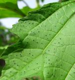 Nicandra physalodes. Часть листа. Архангельская обл., Холмогорский р-н, окр. пос. Усть-Пинега, свалка. 21.08.2013.