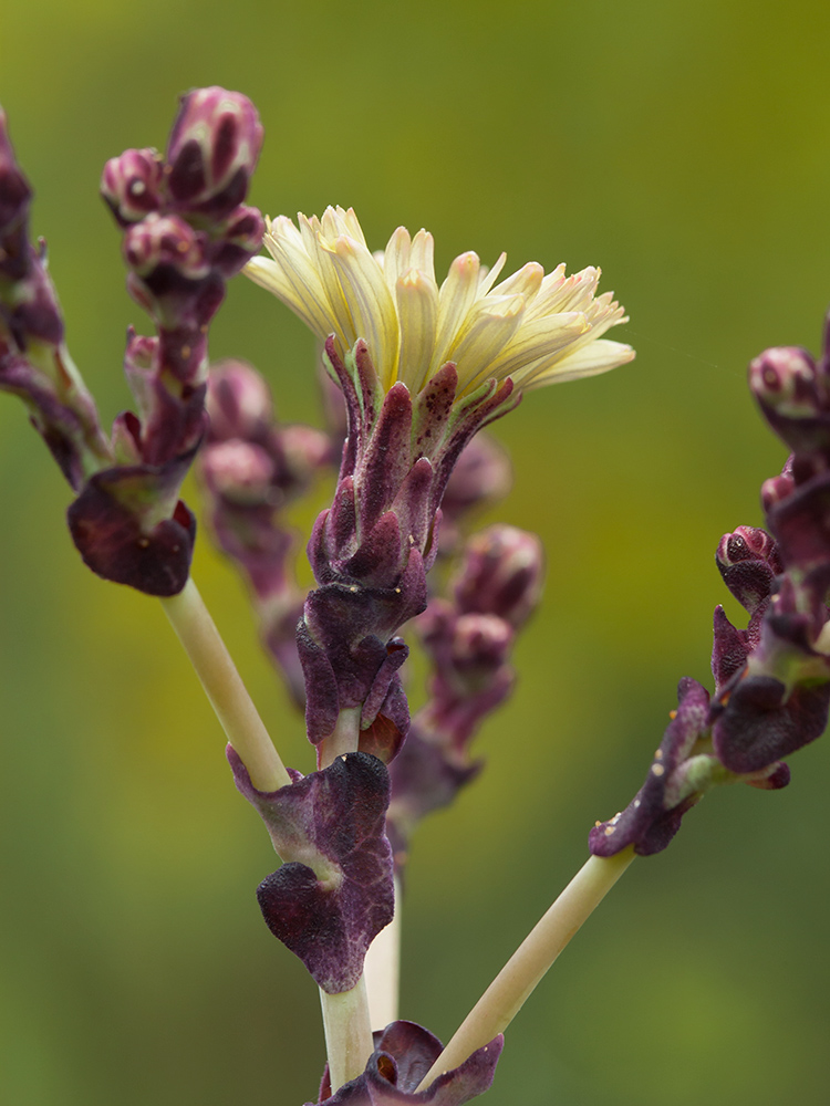 Изображение особи Lactuca sativa.