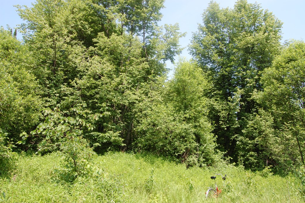 Image of Tilia sibirica specimen.