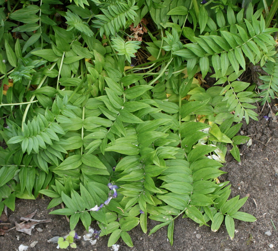 Image of Polemonium caeruleum var. himalayanum specimen.