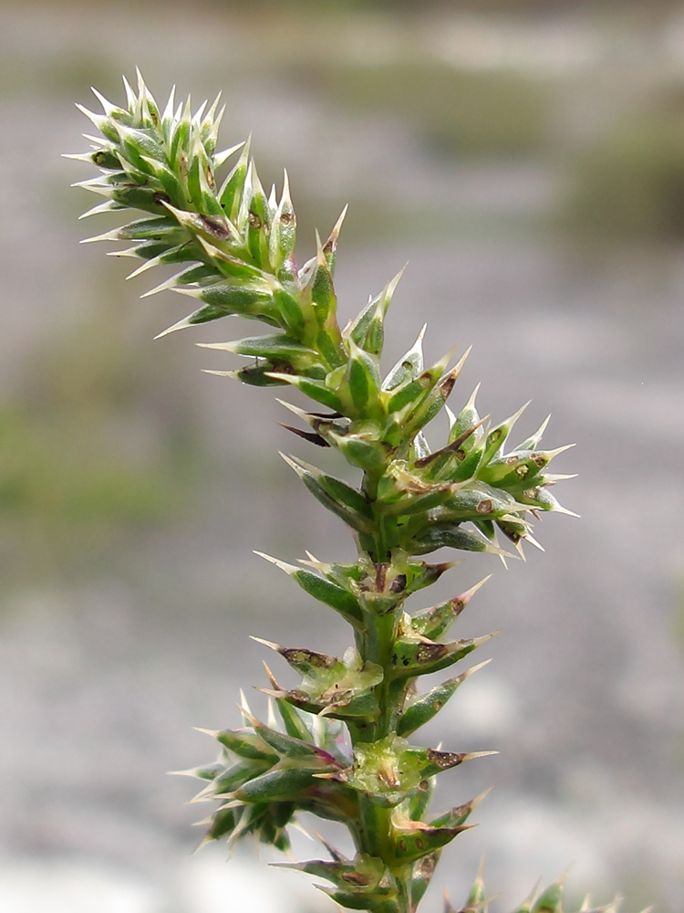 Image of Salsola tragus specimen.