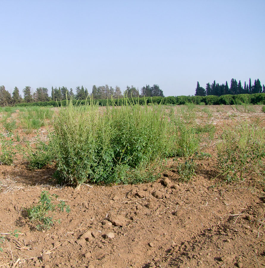 Image of Amaranthus palmeri specimen.