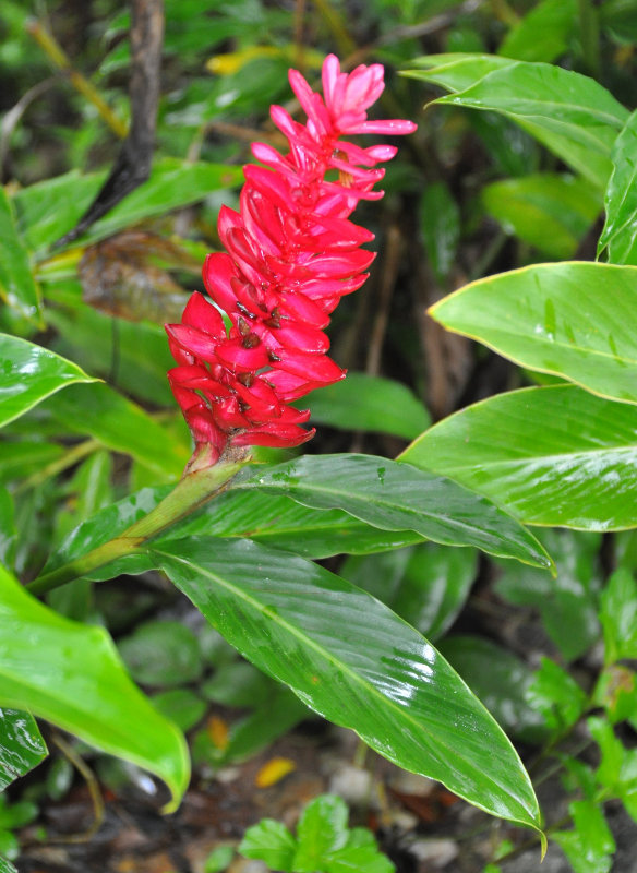 Image of Alpinia purpurata specimen.