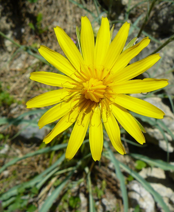 Image of Tragopogon undulatus specimen.