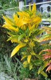 Codiaeum variegatum. Вегетирующее растение. Таиланд, национальный парк Си Пханг-нга, в культуре. 19.06.2013.