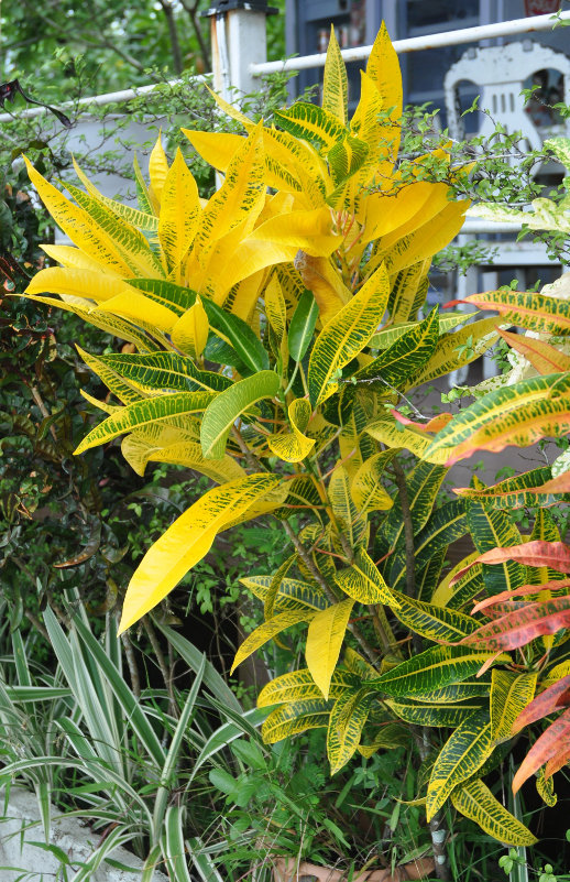 Image of Codiaeum variegatum specimen.