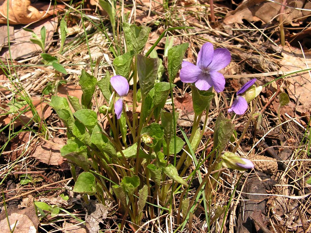 Image of Viola collina specimen.