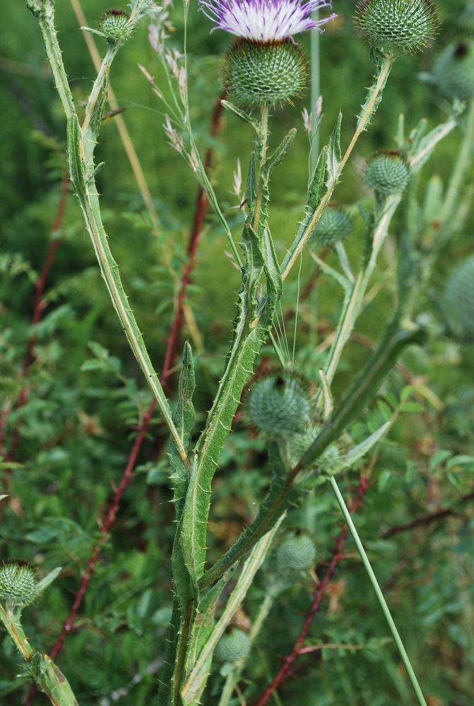 Image of Cousinia sewerzowii specimen.