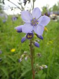 Polemonium chinense. Соцветие (Polemonium racemosum). Республика Бурятия, Баунтовский эвенкийский р-н, пос. Северный, подворье, самопроизвольное произрастание. 19.06.2013.