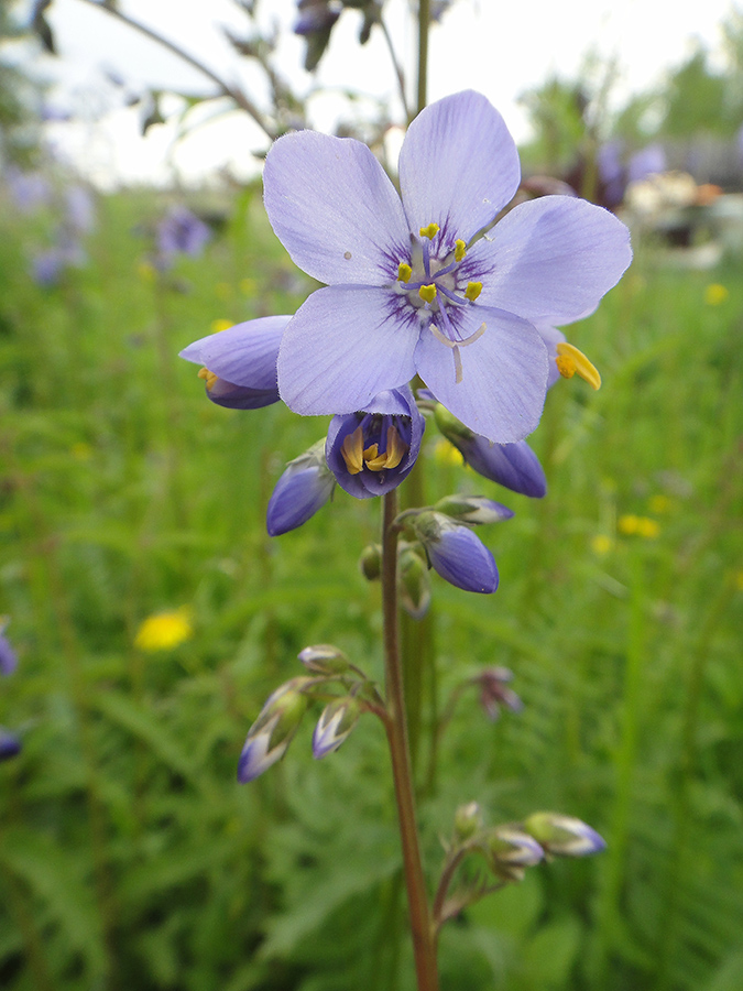 Image of Polemonium chinense specimen.