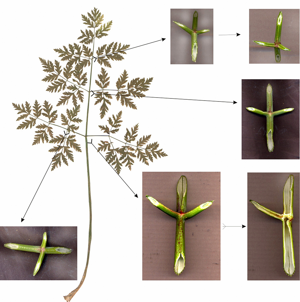 Изображение особи Conium maculatum.