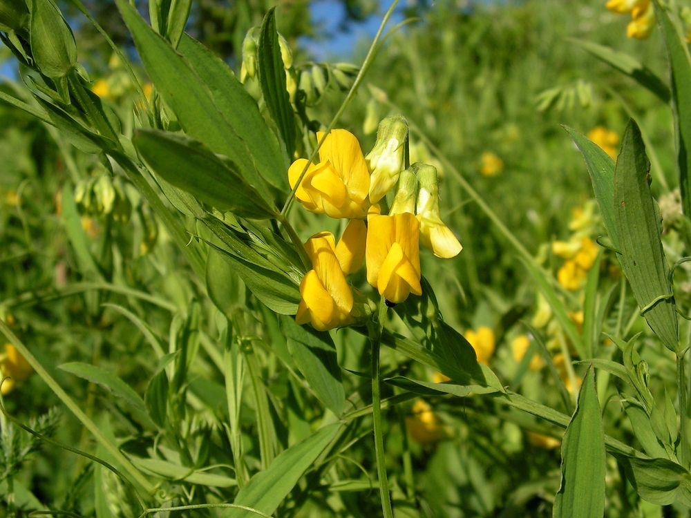 Image of Lathyrus pratensis specimen.
