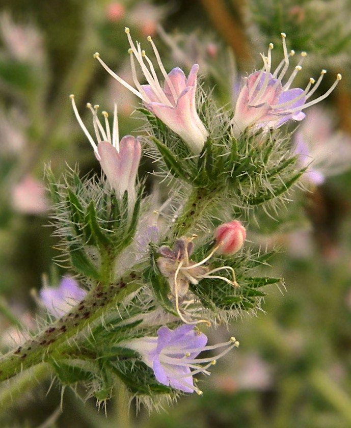 Изображение особи Echium biebersteinii.