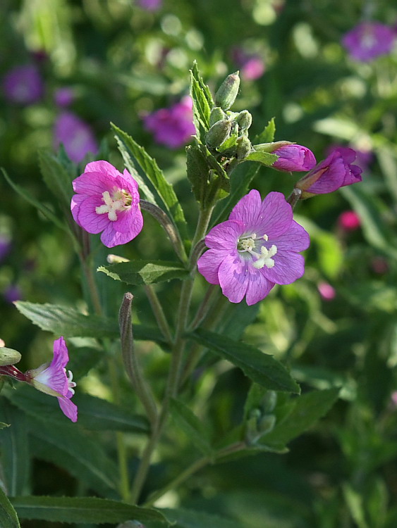 Изображение особи Epilobium hirsutum.