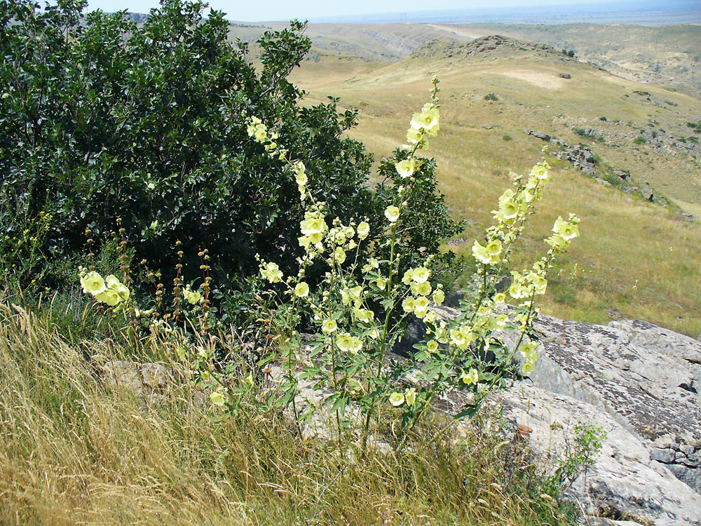 Изображение особи Alcea rugosa.