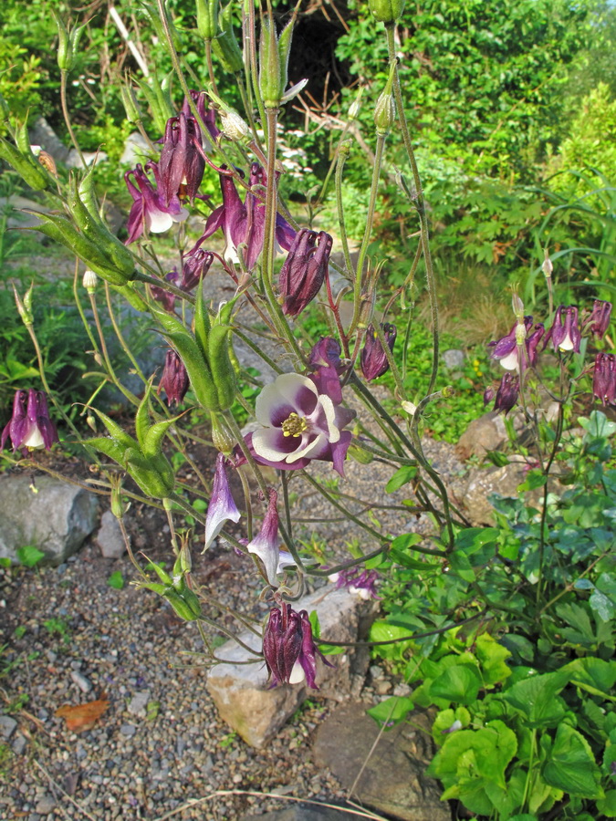 Изображение особи Aquilegia vulgaris.