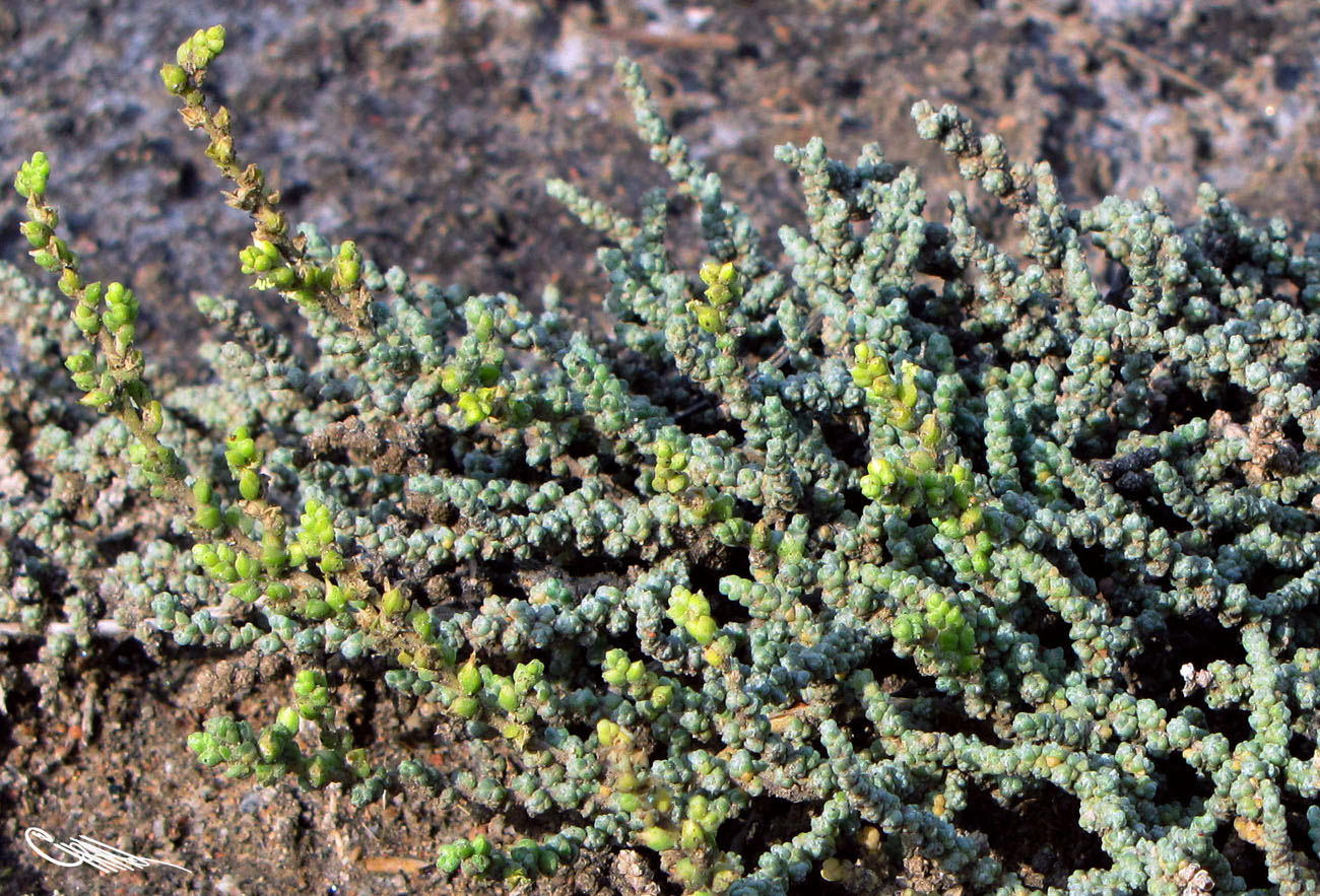 Изображение особи Salsola passerina.