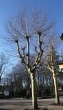 Platanus × acerifolia. Покоящееся растение (культурная форма). Германия, г. Bad Lippspringe, в озеленении улицы. 02.02.2014.