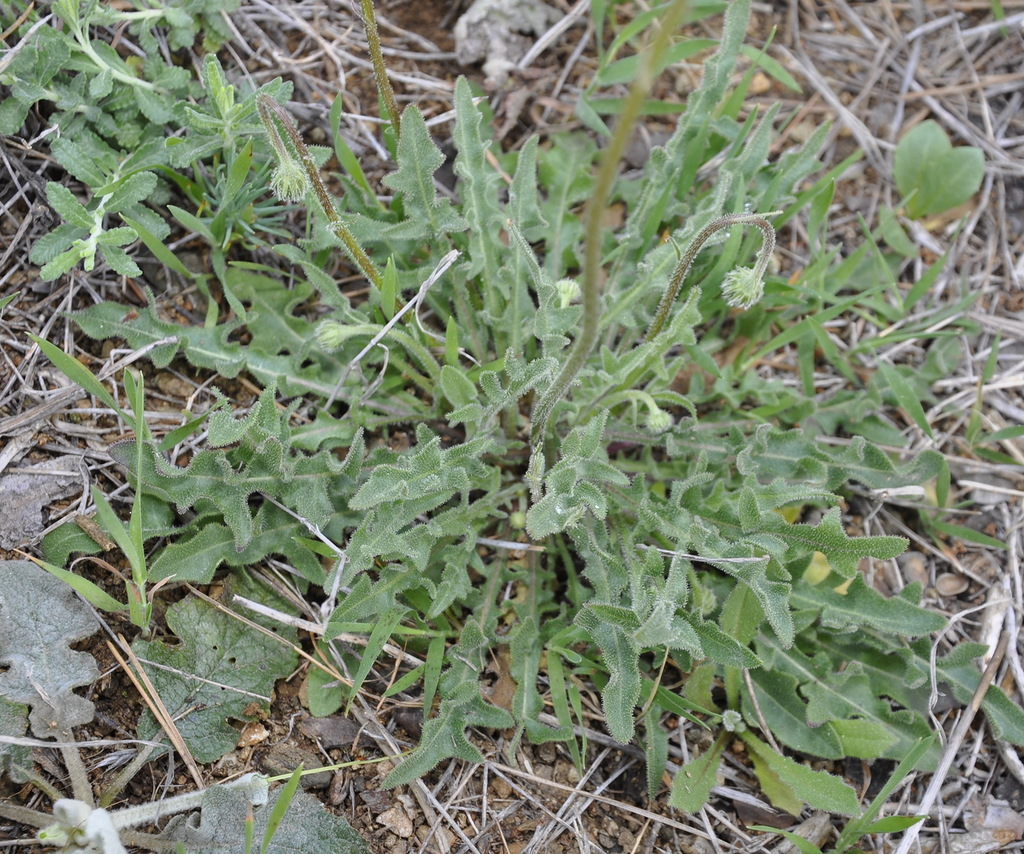 Image of Leontodon biscutellifolius specimen.