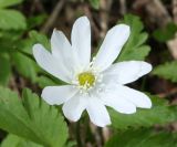 Anemone altaica